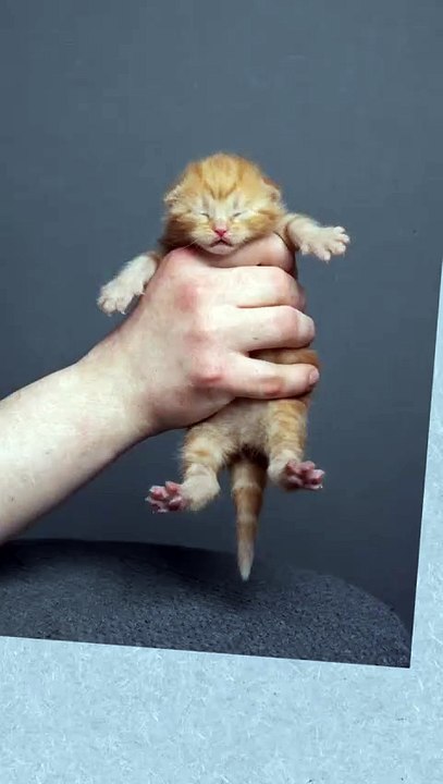 Kitten growing up [3 days to 11 months] 📈🐱