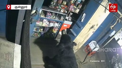 "எனக்கும் பசிக்கும்ல" - மளிகை கடையை உடைத்து சாக்லேட் சாப்பிட்ட கரடி!