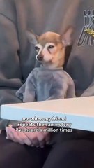 My face can’t hide how I really feel (Credit: Christa Johnson) #chihuahuastyle #funnydogvideos