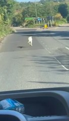 'Kangaroo' spotted by cab driver on school run in Dartford