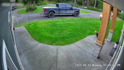 Eagle Dives To Catch Chicken But Chicken Escapes