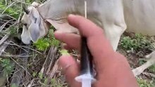 Penyembuhan luka pada sapi dengan penyuntikan Antibiotik