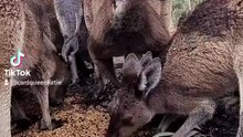 Kangaroo diaries only in Australia 🇦🇺