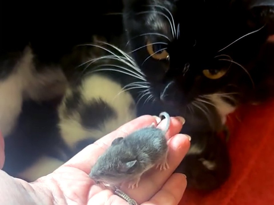 Katzenmama adoptiert Maus - das Netz feiert sie