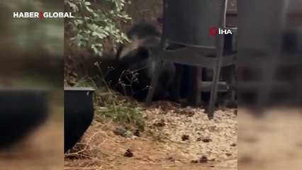 Ankara'da lokantaya giren ayı masaya oturup dakikalarca servis bekledi