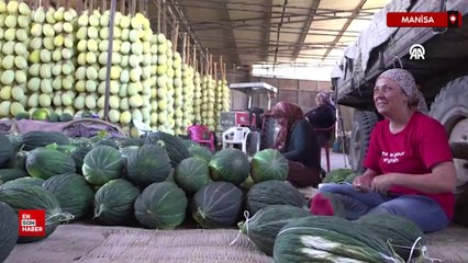 AB tescilli Kırkağaç kavununda hasat sürüyor