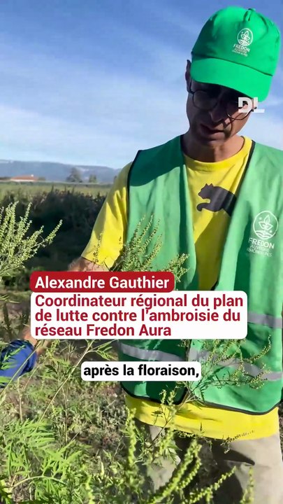 Dauphiné Libéré - L'Ambroisie, un calvaire pour les agriculteurs