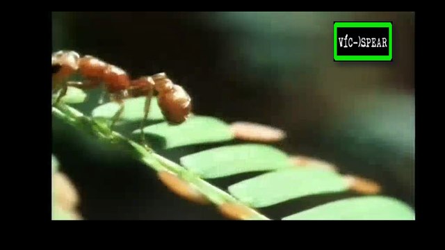 La vida privada de las Plantas: Viviendo Juntos - Documental (1995) Español Latino *Episodio 5