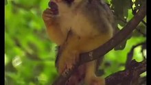 Os animais mais fofos do mundo N•394