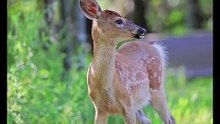 Os animais mais fofos do mundo N•395