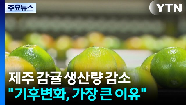 기후 변화의 역설... 제주 감귤, 생산 줄지만 품질은 우수 / YTN