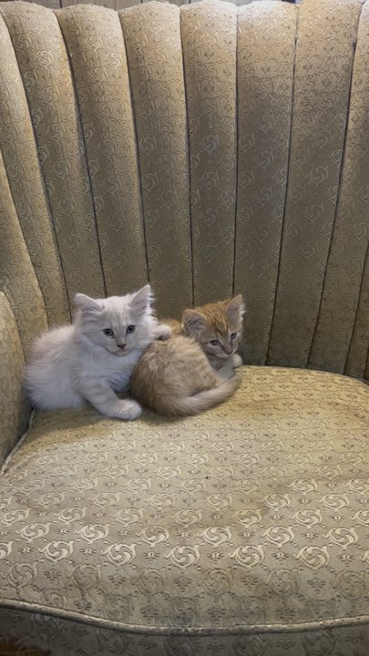Kitties!