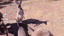Kangaroo diaries only in Australia 🇦🇺