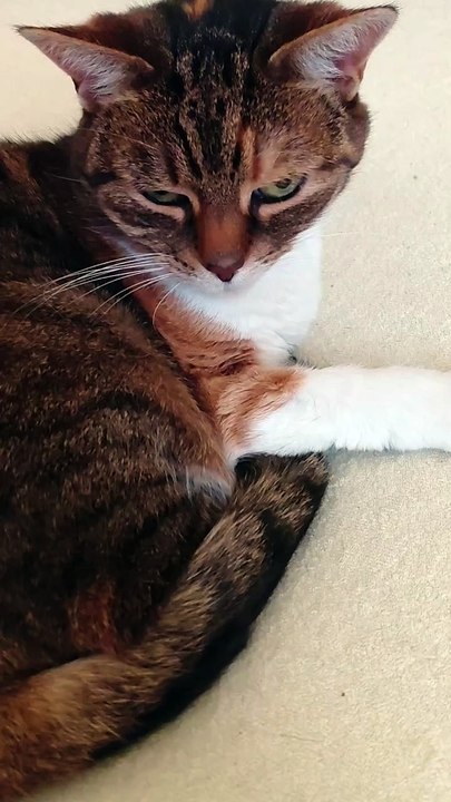 Cats Are the True Masters of Relaxation 😻💤#shorts #cats #funnycats #funny #cute #cutecats #fyp #viralcats