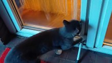 Open the Door, Human! 😹#shorts #funny #funnycats #cute #cutecats #viralcats #fyp