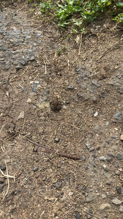 Barn frog