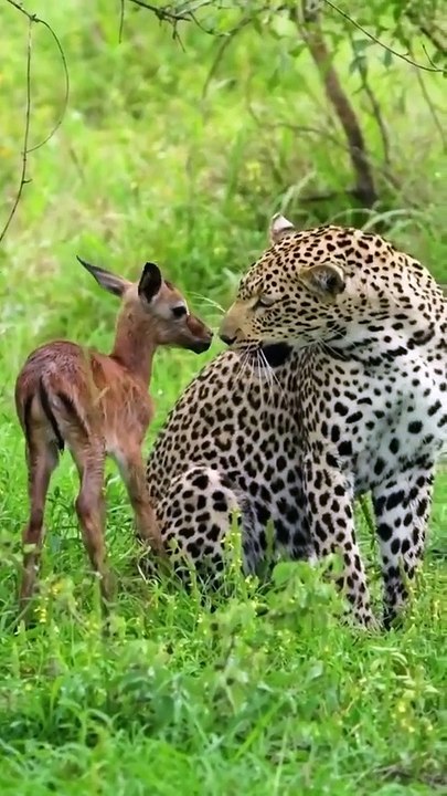 A Leopard and Her Cub's Unlikely Friendship