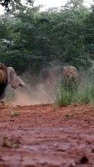 Male Lion Running Full Speed Lion Speed Running Lion videos