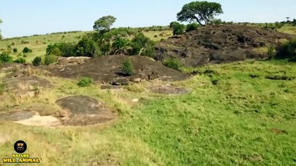 LION BROTHERHOOD  Wild Africa Life in the Jungle