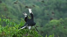 Hornbill’s Life Short Documentary