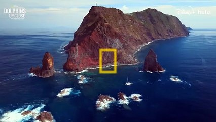 Dolphins Up Close with Bertie Gregory | movie | 2025 | Official Trailer