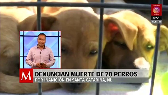 Denuncian la muerte de 70 perros en Santa Catarina, Nuevo León