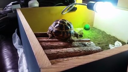 Look at what I can do!