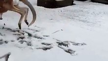 Check out this kangaroo playing in the snow in Australia 🇦🇺