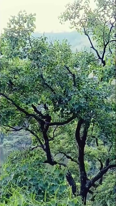 🌊✨ Nature’s melody at Gurez Valley — flowing water, whispering trees, and pure tranquility 🍃