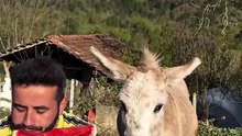 A man shares a watermelon with his donkey, knowing it is his favorite treat