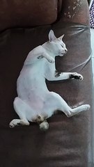 Sleeping cat | Funny cat video