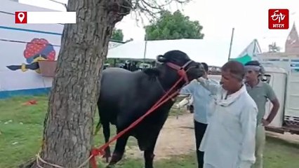 मेले का सितारा बना भैंसा 'बलवीर'...अब तक लग चुकी 86 लाख रुपए बोली