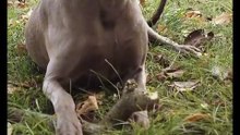 Os animais mais fofos do mundo N•402