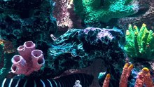 Os animais mais fofos do mundo N•404