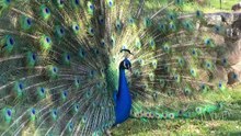 Spectacular Peacock Mating Dance at Macintosh Island Park, Gold Coast