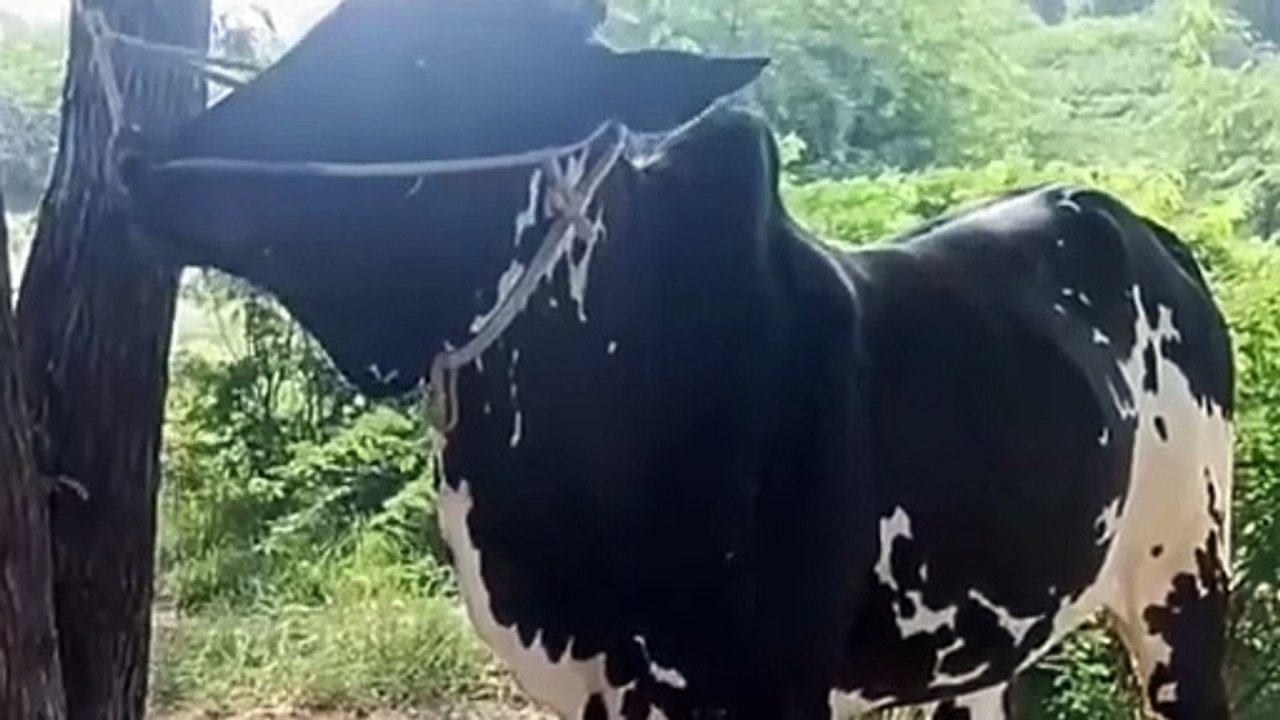 Fateh Jang Breed Bull for Qurbani 2026