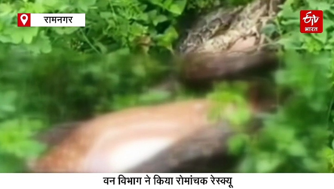 विशालकाय अजगर ने निगला हिरन, पलभर में खेल खत्म, वायरल हुआ वीडियो