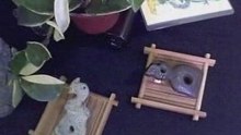 双連璧 Ｃ6 三星堆珍寶 玉而富