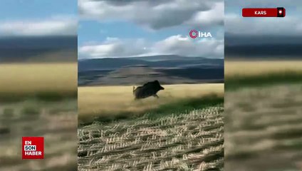 Kars'ta mısır tarlaları domuz sürüsünün istilasına uğradı