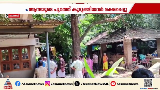 രണ്ട് മണിക്കൂർ നീണ്ട ഭീതിക്കൊടുവിൽ ഇടഞ്ഞ ചെറുപ്പുളശ്ശേരി മണികണ്ഠനെ തളച്ചു