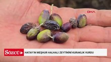 Hatay’ın meşhur halhalı zeytinini kuraklık vurdu