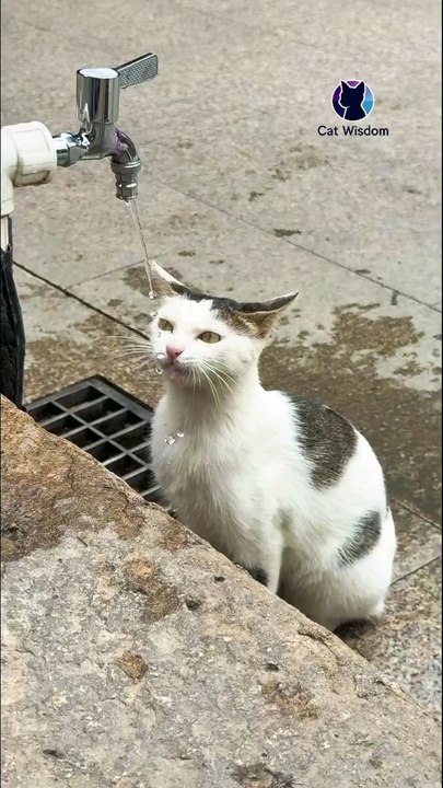 Thirsty Stray Cat