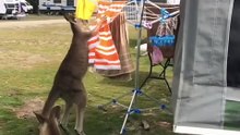 Kangaroo diaries only in Australia 🇦🇺