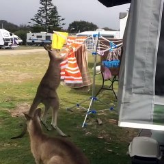 Kangaroo diaries only in Australia 🇦🇺
