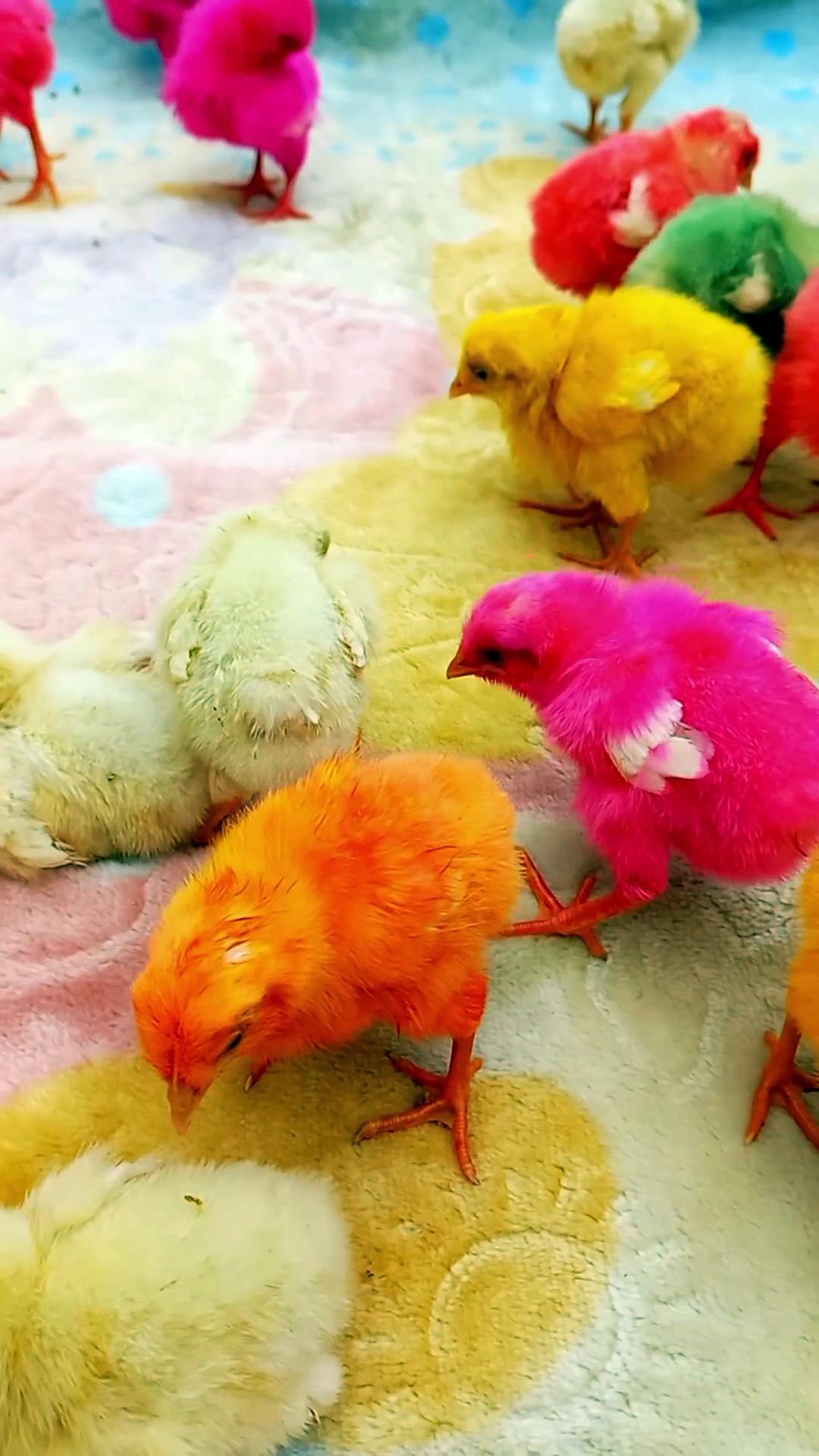Cute Chicks | Baby chicks  | Chicks Video #cuteanimals #babychicks #shorts