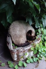 OMG 😱 My Plant Has EYES?! 🌱🐾 #shorts #cat #funny #funnycats #cute #viralcats #fyp