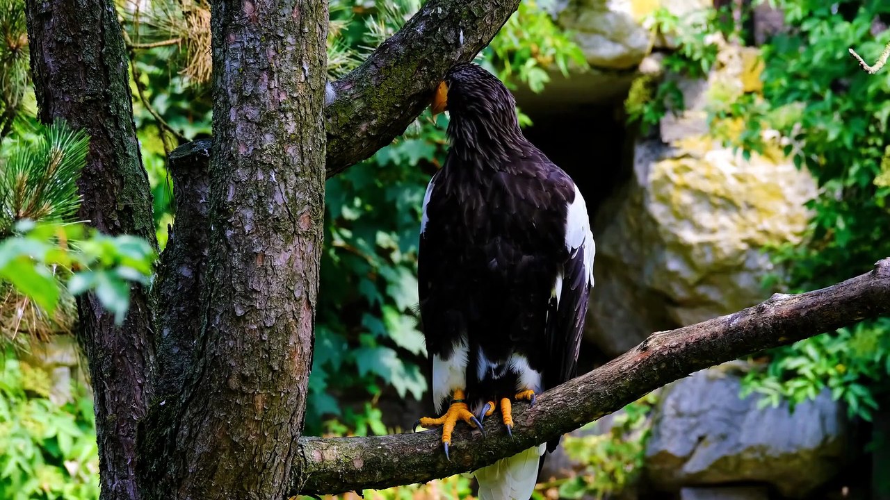 Beautiful Birds Owl, Peacock, Eagle, Parrot & More Flying Free