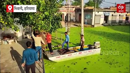 भिवानी का सागवान गांव बना टापू, मंत्री श्रुति के हलके में भरा 8 फीट पानी, ग्रामीणों ने किया पलायन, श्मशान घाट भी जलमग्न