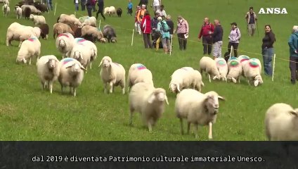 Tempo di transumanza in Alto Adige, il ritorno delle pecore dall'Austria