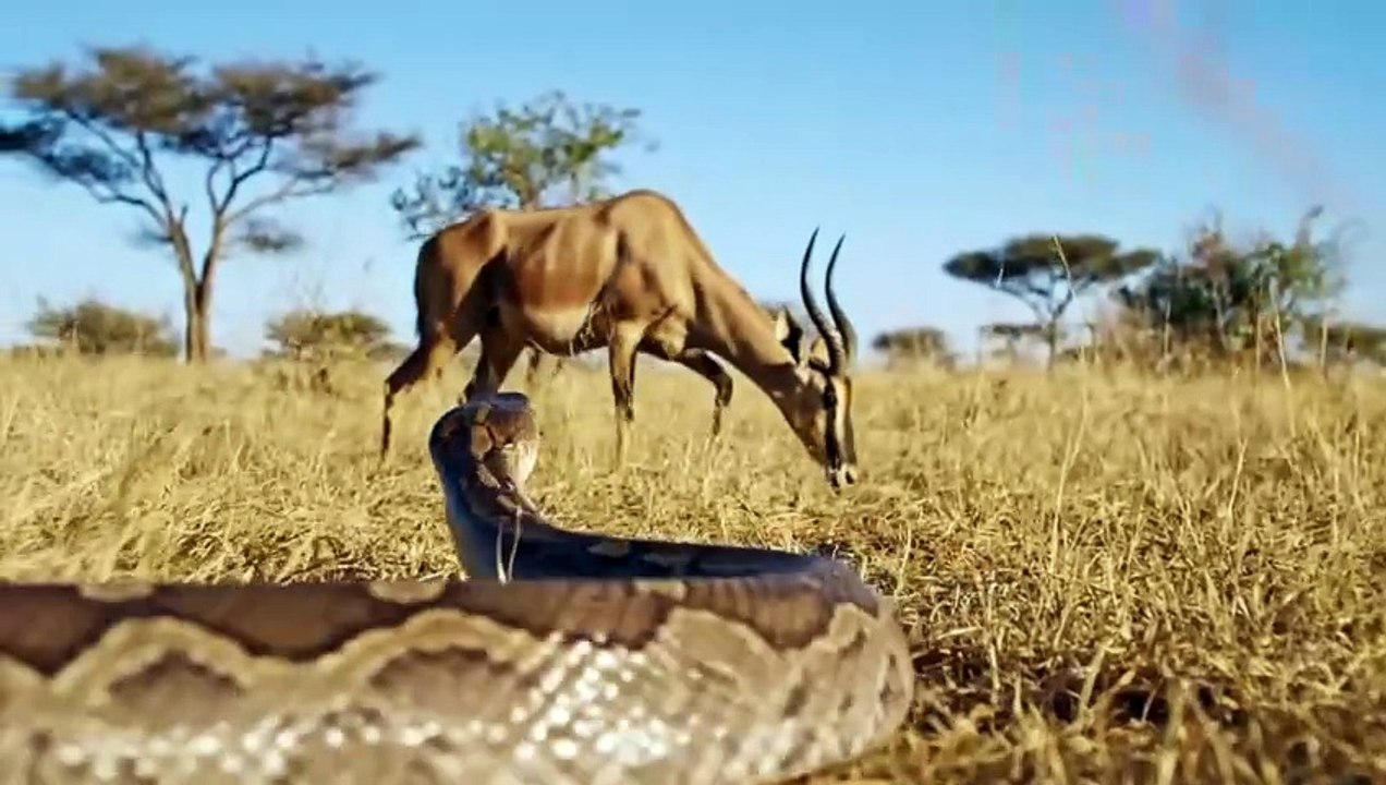 Life 4.7 Million Years Ago – How Did Prehistoric Humans Survive to Sustain Life